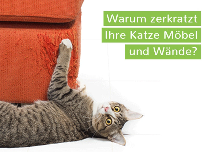 2 Min 2 Mio DEAL für die Katze - Die Katzenspielangel mit dem WurliWurm