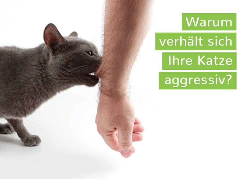 2 Min 2 Mio DEAL für die Katze - Die Katzenspielangel mit dem WurliWurm